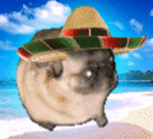 dancing pug